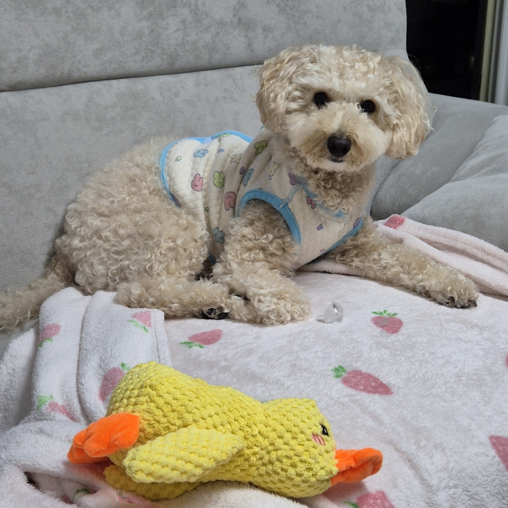 애견 삐삐 동물 인형 장난감 이미지 2