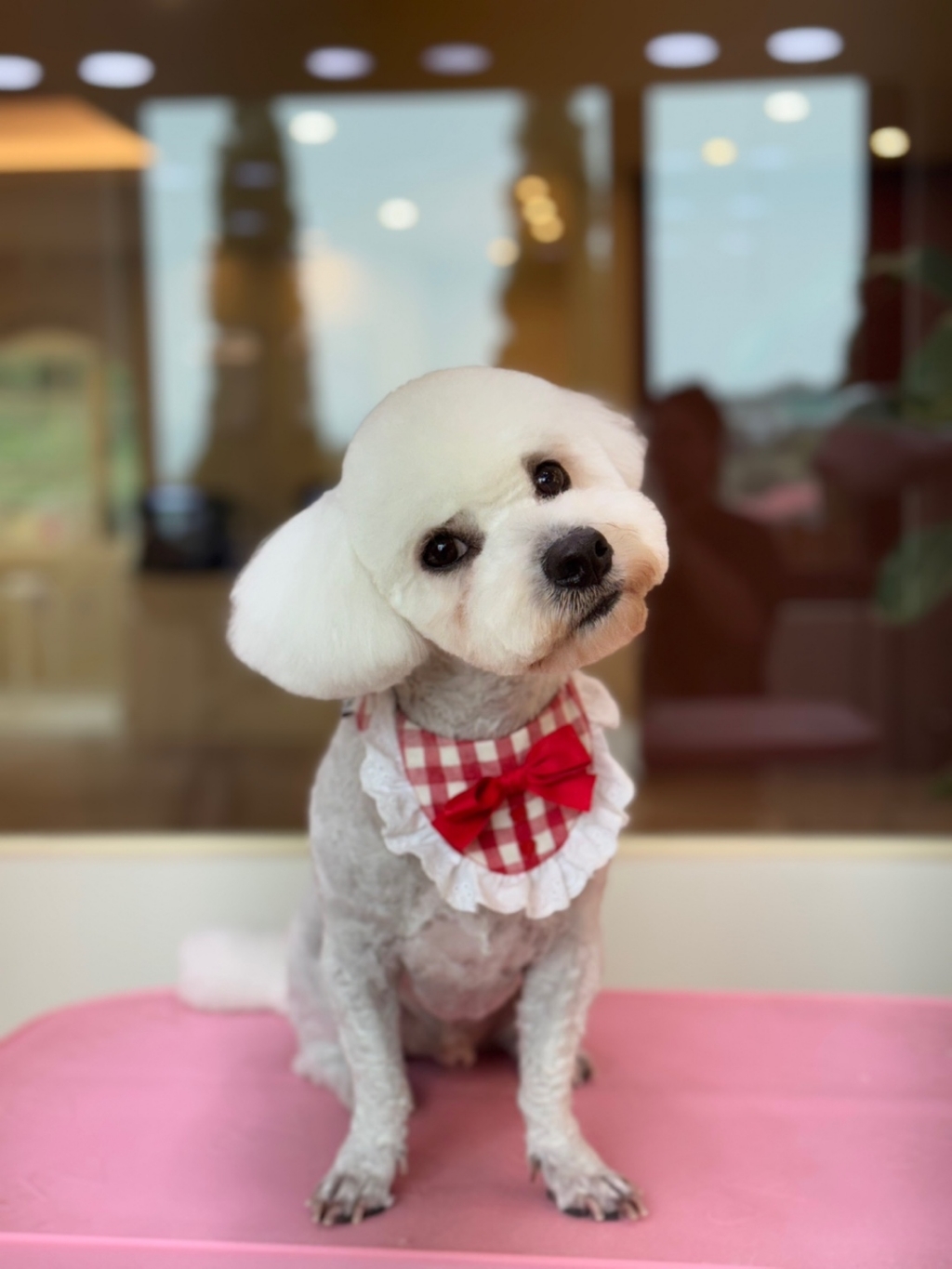청담닥터스랩 강아지 데일리솔루션 기능성 사료 이미지 3