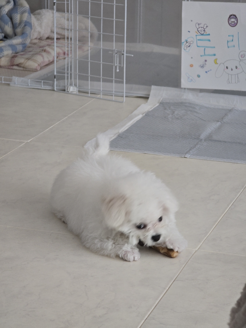 토리토스 커피우드스틱 XXS 소형견용 퍼피용 얇은 1cm 두께 이갈이 장난감 커피츄 이미지 4
