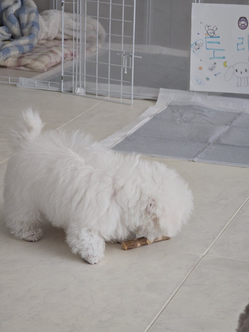 토리토스 커피우드스틱 XXS 소형견용 퍼피용 얇은 1cm 두께 이갈이 장... 솔직 후기 | 실사용자 리뷰 분석 - 상품 이미지 3