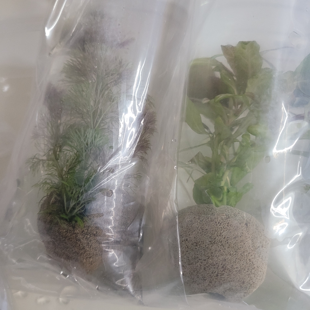 [수초농부] 달팽이 없는 포트수초 랜덤 4종 키우기 쉬운 초보 이미지 4