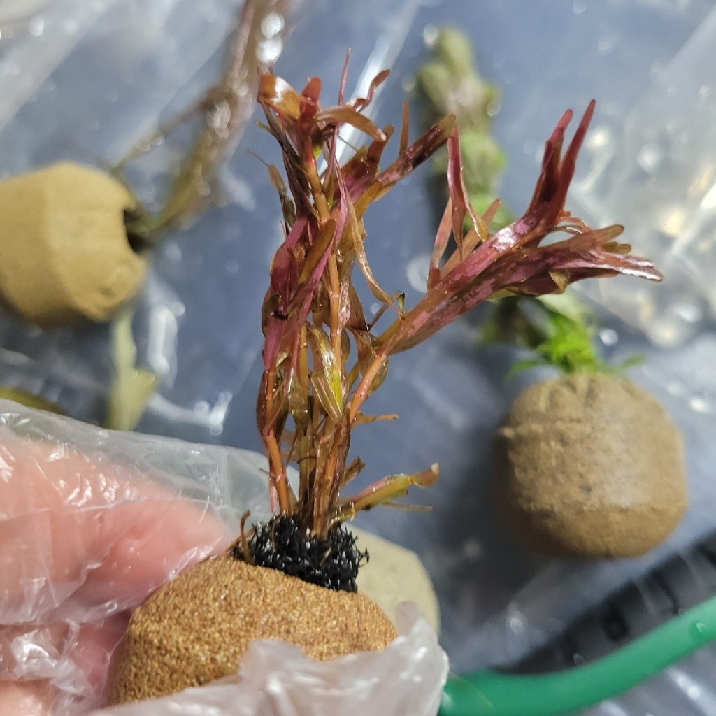 [수초농부] 달팽이 없는 포트수초 랜덤 4종 키우기 쉬운 초보 솔직 후기 | 실제 사용자 리뷰 총정리 - 상품 이미지 3