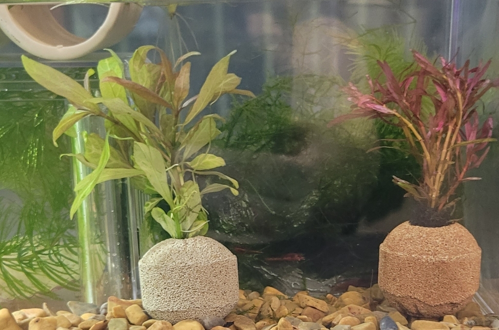 [수초농부] 달팽이 없는 포트수초 랜덤 4종 키우기 쉬운 초보 솔직 후기 | 실제 사용자 리뷰 총정리 - 상품 이미지 2