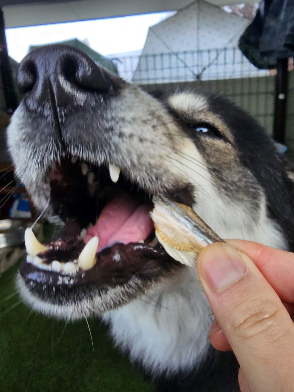 테비트릿 동결건조 열빙어 300g 솔직 후기 | 실제 사용자 리뷰 총정리 - 상품 이미지 2