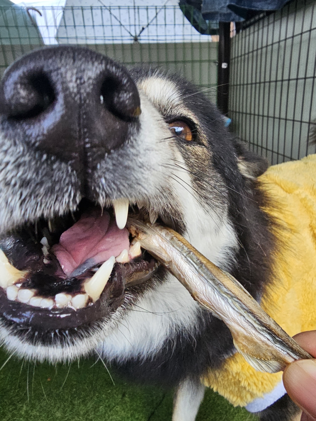 테비트릿 동결건조 열빙어 300g 이미지 4