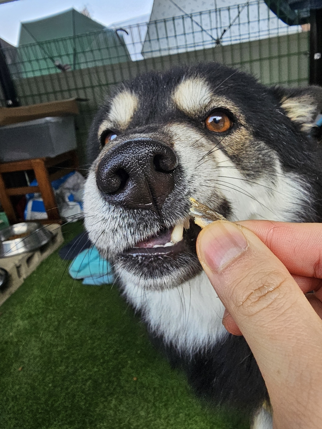 테비트릿 동결건조 열빙어 300g 솔직 후기 | 실제 사용자 리뷰 총정리 - 상품 이미지 3
