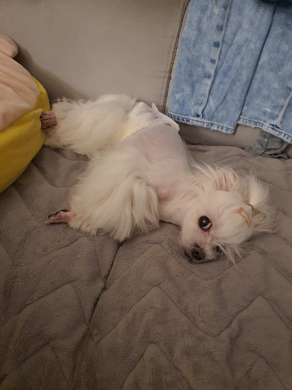 마마쇼 디럭스 수컷 애견기저귀 이미지 2
