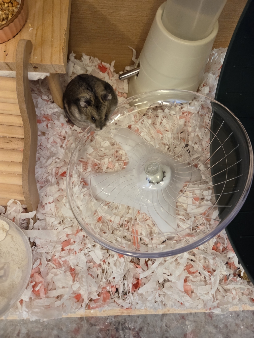 럭스버 소동물 종이베딩 핑크 솔직 후기 | 실제 사용자 리뷰 총정리 - 상품 이미지 4