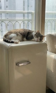 COOLM 1등급 프리미엄 빈티지 냉장고 미니 레트로냉장고 소형 음료수냉... 개봉기 | 실사용 후기 - 상품 이미지 3