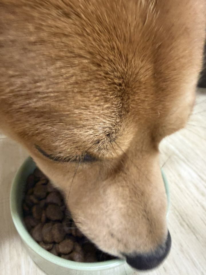 아카나 어덜트 스몰브리드 2kg 당일발송 솔직 후기 | 실제 사용자 리뷰 총정리 - 상품 이미지 4