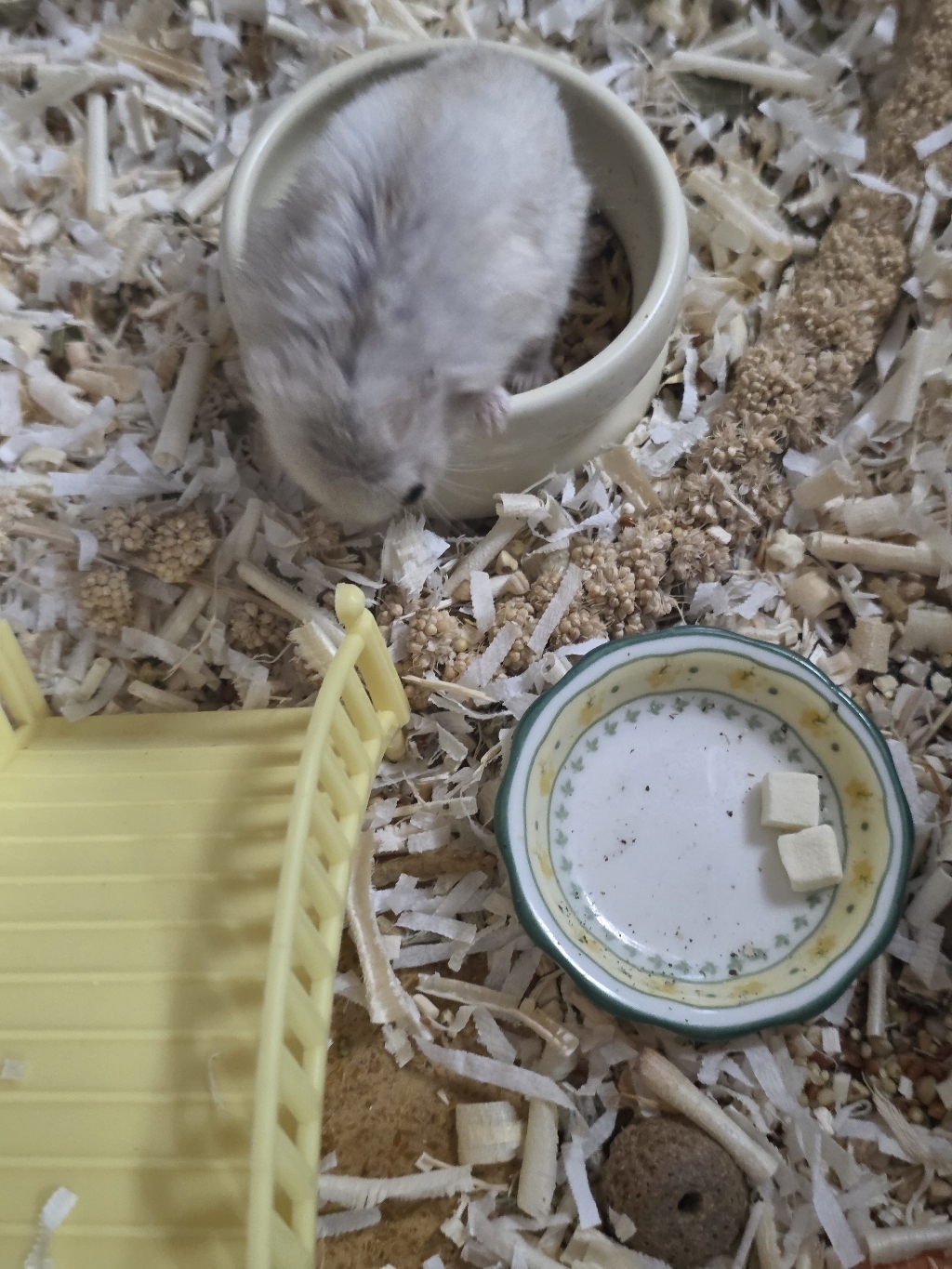 마루칸 쁘띠두부 솔직 후기 | 실제 사용자 리뷰 총정리 - 상품 이미지 3