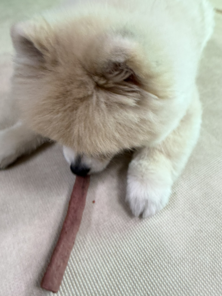 올가밀 강아지 말랑촉촉 도톰스틱 이미지 4