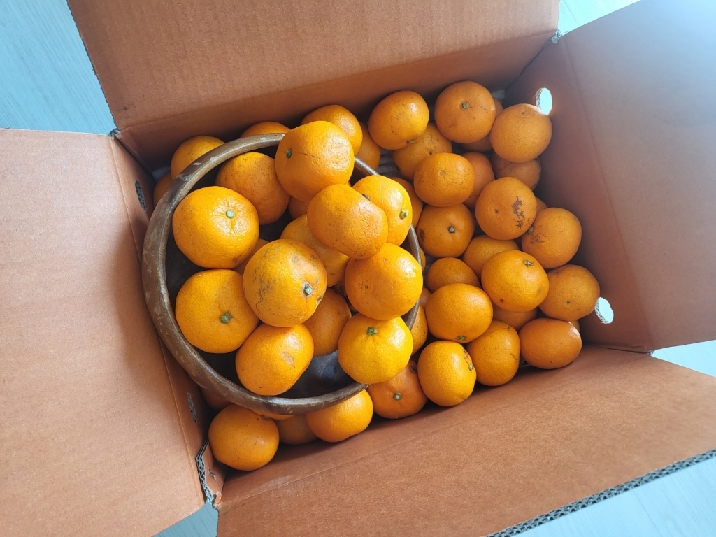 제주 서귀포 고당도 제철 감귤, 1박스, 5kg 로얄과(S/M)