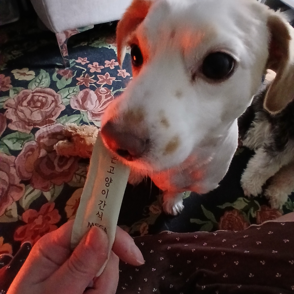 메가츄 짜먹는 고양이 간식 츄 90스틱 대용량 이미지 4