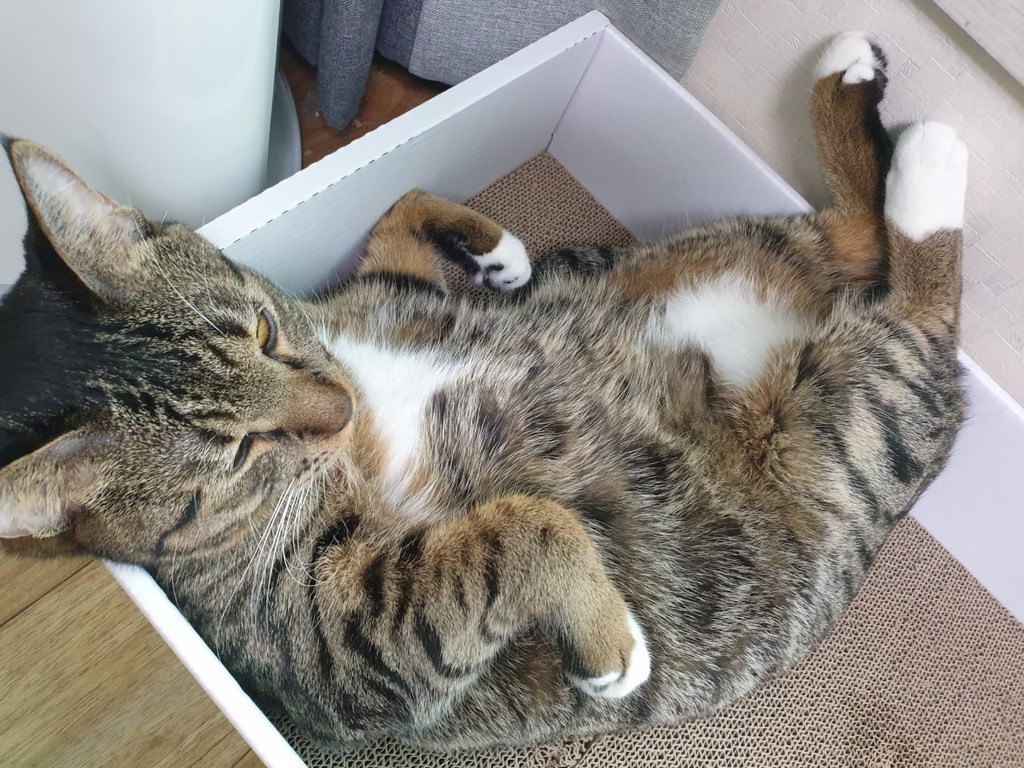 구구펫 고양이 모래 극세입자 고양이두부모래 오리지널 8L X 6개 48L... 솔직 후기 | 실사용자 리뷰 분석 - 대표 이미지