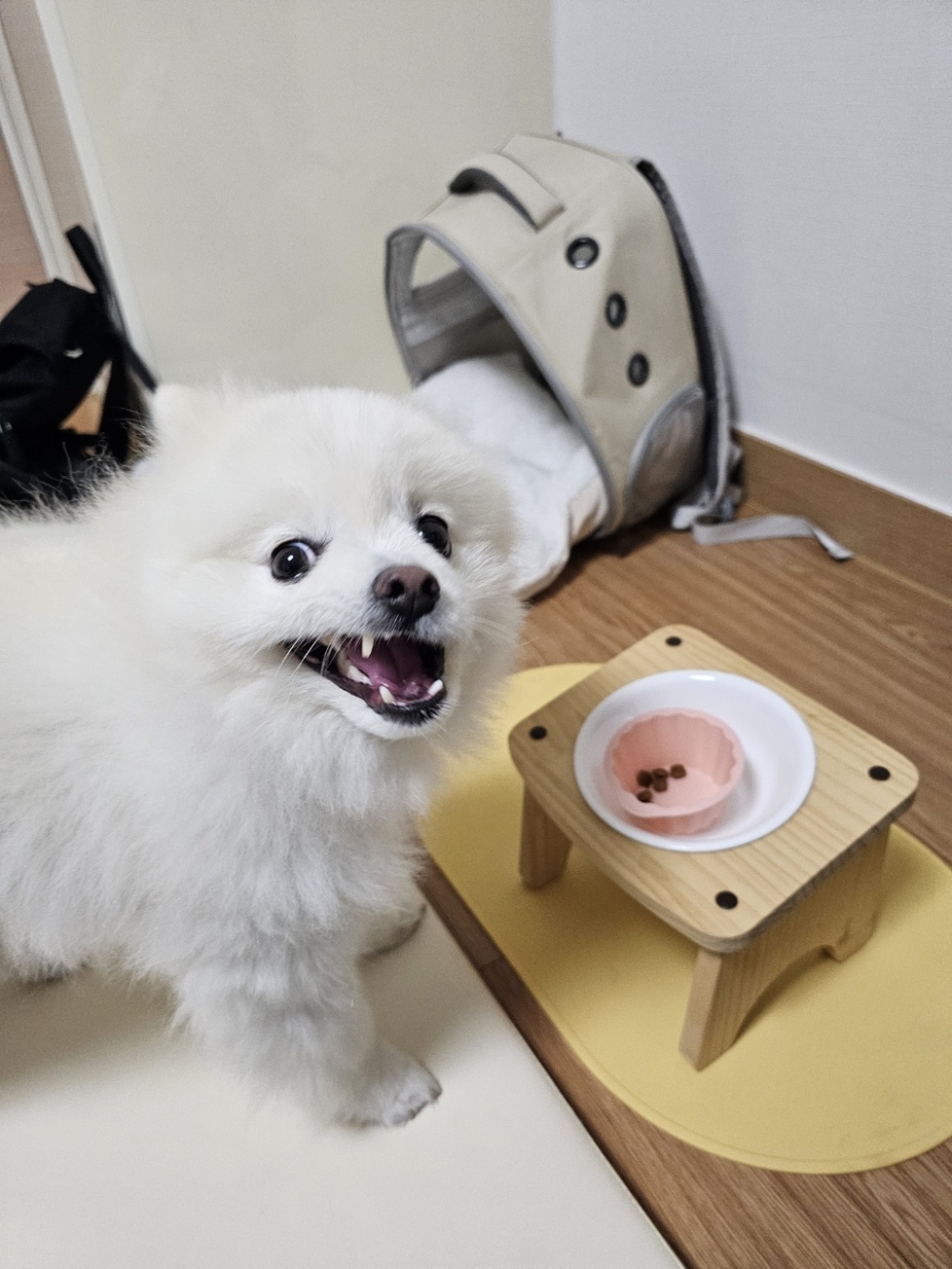로얄캐닌 포메라니안 어덜트 강아지 사료 3Kg 포메 이미지 4