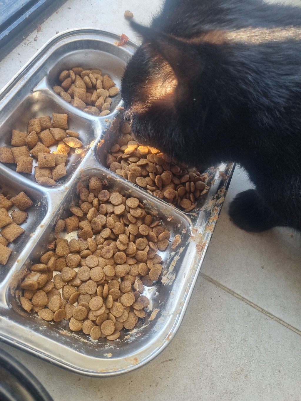 ANF 닥터프로 캣 하이포 알러제닉 사료 솔직 후기 | 실제 사용자 리뷰 총정리 - 상품 이미지 3