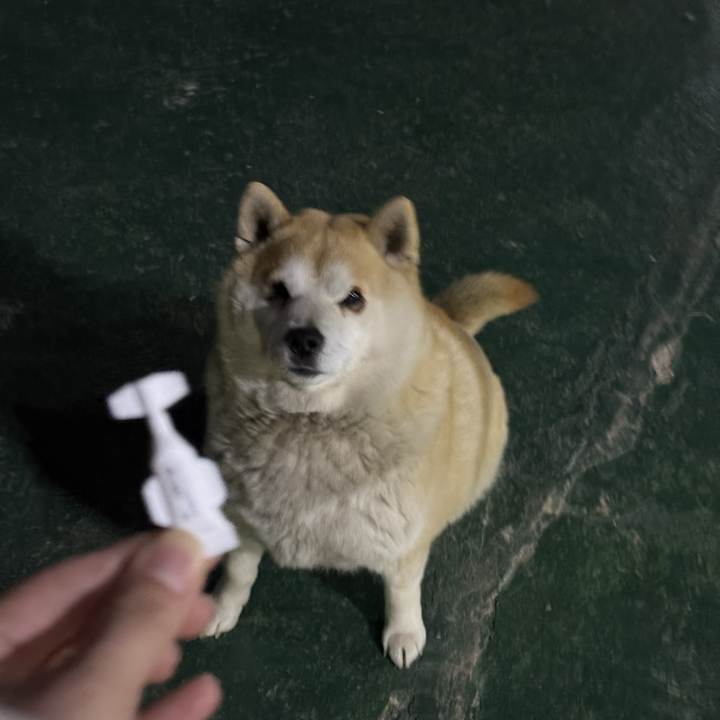 바이오스파틱스 스팟온 중소형견용 이미지 2