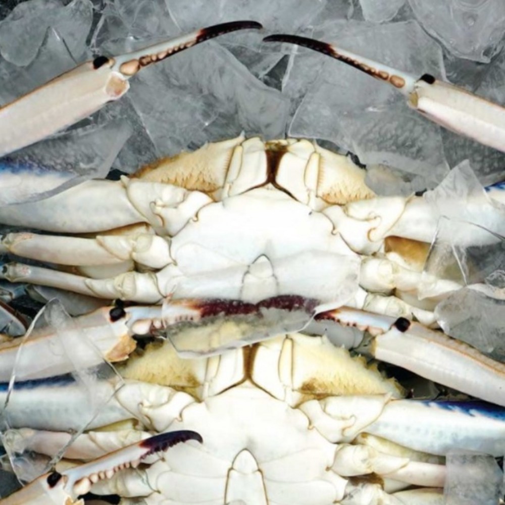 산지직송 국내산 제철 꽃게 조업당일 출발, 1박스, 제철 꽃게 2kg (6~9미) — 쿠팡 골드박스 특가 26,910원