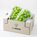 [로켓프레시] 모아바이오팜 당도선별 샤인머스캣, 1.5kg, 1개