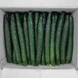 클릭마켓 당일상품 국내산 가시오이 못난이 오이 청오이, 3kg, 1개