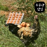 소문난맛집 유정란 난각번호1번 계란 대란 자연방사 무항생제 HACCP인증, 3개, 20구