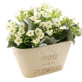 스위티홈 × 1개