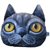 XD114T (브리티스 쇼트헤어)