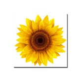 노란태양꽃 × 1개