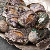 500g(꼬마,11~15미)