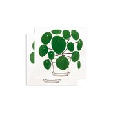 PILEA PLANT