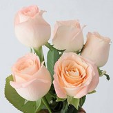 피치 핑크 × 1개