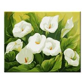 I74 清秀的海芋 × 1個