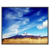 노란갈대 08 × 1개