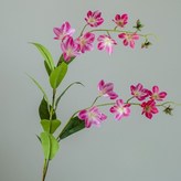 秋海棠 粉紅色 × 1個