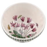 씨클라멘 × 1개