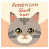 아메리칸숏헤어고양이