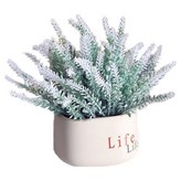 흰색 라벤더 × 1세트