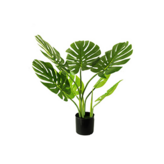 龜背芋 綠色 × 1個