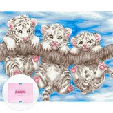 아기 호랑이 형제