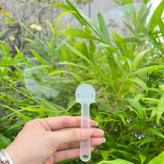 透明蝴蝶 × 20個