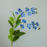 秋海棠 藍色 × 1個