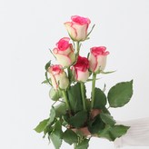 에픽블룸 × 1세트