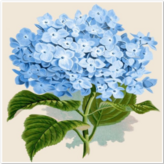 파란수국 한송이