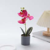 紫色蝴蝶蘭 × 1個