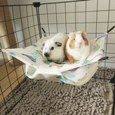 토이 × 1개