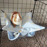 블루레몬 × 1개