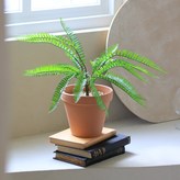 波士頓蕨 × 1個