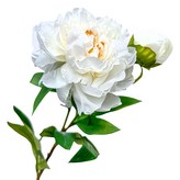 奶油白 × 1件