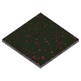 黑色 + 粉色 × 1片